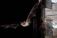 Nocek duży_fot. M.Ignaczak