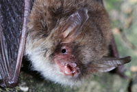 Nocek Natterera_fot. M.Ignaczak