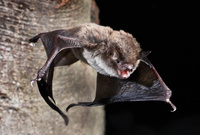 Nocek rudy_fot. M.Ignaczak