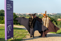Święto Nietoperzy2025